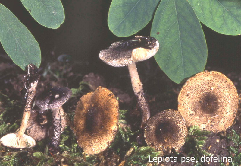 Lepiota pseudofelina-amf1219.jpg - Lepiota pseudofelina ; Syn1: ; Syn2: Lepiota felina ; Non français: Lépiote proche de féline